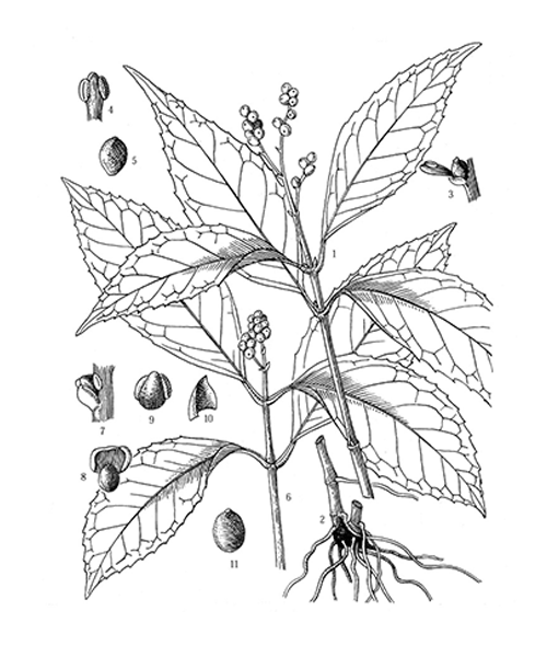 Natural compounds from  Sarcandra glabra